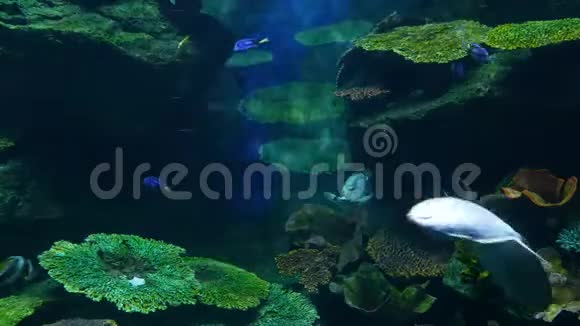各种鱼类在大型水族馆干净的蓝色水中游泳海洋水下热带生物视频的预览图