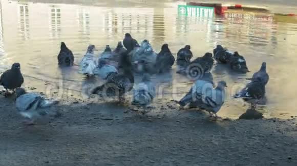 一群城市鸽子在一个肮脏的大水坑里洗澡视频的预览图