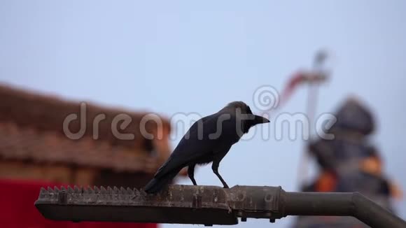 尼泊尔加德满都Durbar广场的黑乌鸦鸟视频的预览图