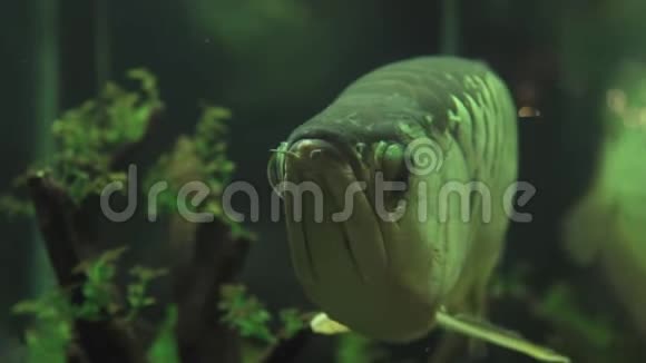 巨大的阿拉瓦纳鱼在水族馆的水中游泳接近在家庭水族馆的水下游泳的异国鱼类观看视频的预览图