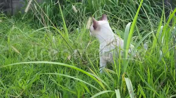 小猫吃草治自己的病视频的预览图