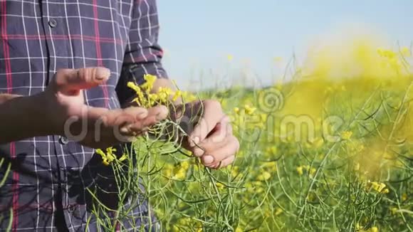 农民检查油菜花盛开的植物视频的预览图