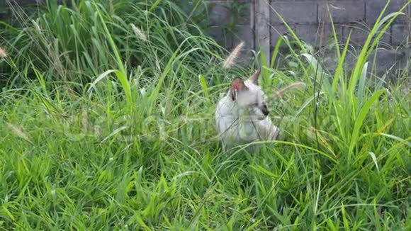 小猫吃草治自己的病视频的预览图