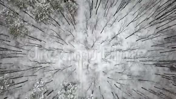 鸟瞰白雪覆盖的冬混林顶部视图视频的预览图