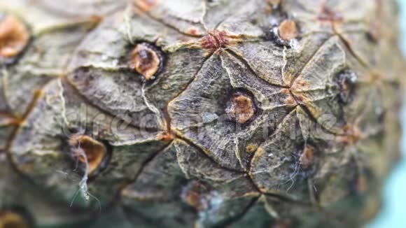 雪松锥皮的特写松果的有机天然树皮具有木材细胞的纹理树皮锥的特写镜头视频的预览图