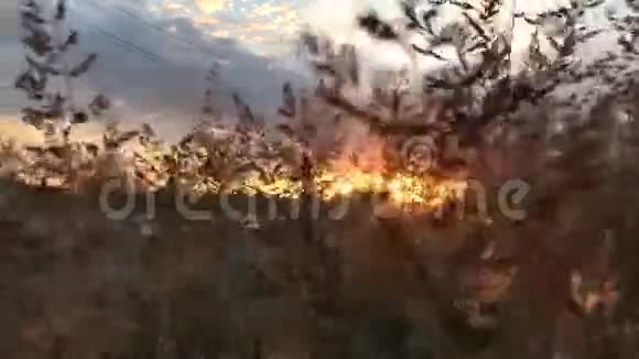 橙色的夕阳穿过一片种子视频的预览图