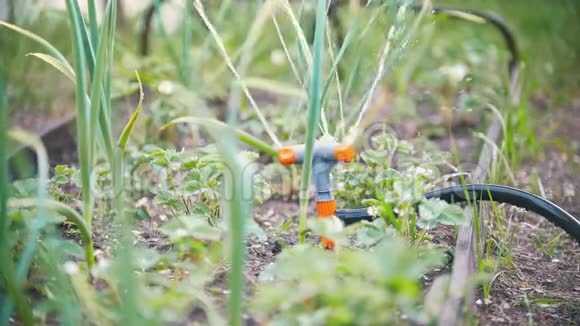 自动喷水装置在花园草地浇草和浇花慢动作视频的预览图