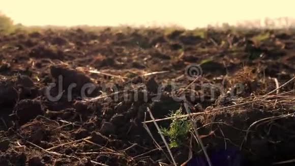新鲜的土壤犁沟耕作准备春天的小麦作物视频的预览图