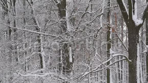 雪落在平静无叶森林的背景上视频的预览图