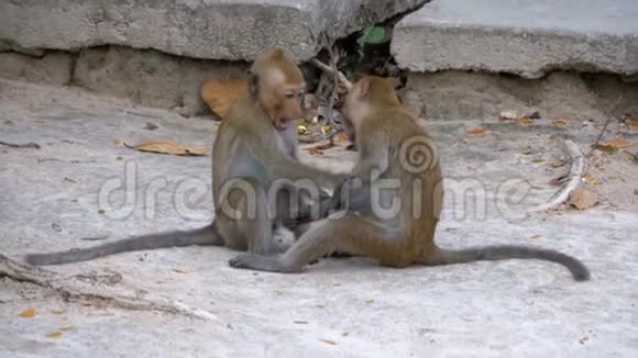 两只小猴子在玩泰国慢动作视频的预览图