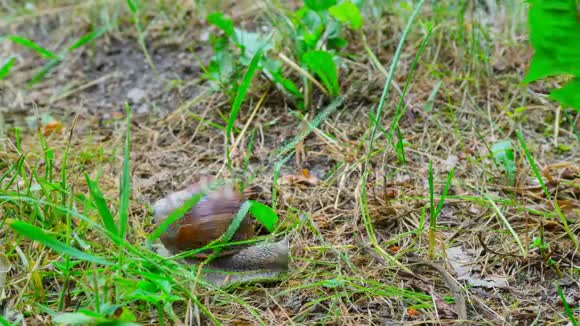 蜗牛爬在地上时间流逝视频的预览图