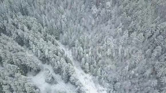 一个干净而光滑的美丽的冬日森林天线与相机直视下视频的预览图