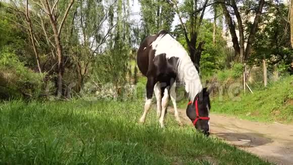 可爱的黑白马在草地小径附近的乡村边吃草视频的预览图