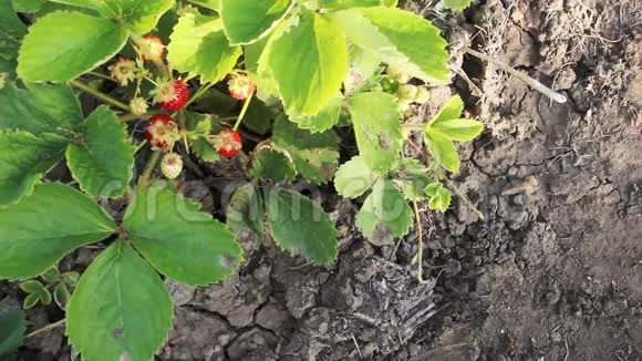 草莓灌木宏观泥土地上背景有机小红草莓上景复制空间视频的预览图