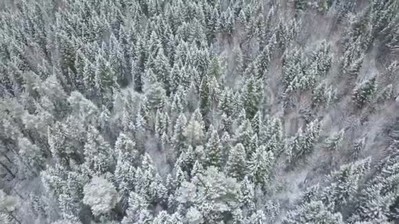 一个干净而光滑的美丽的冬日森林天线与相机直视下视频的预览图