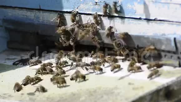 蜜蜂成群结队地飞来飞去视频的预览图
