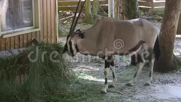一只笼子里的山羊住在动物园里视频的预览图