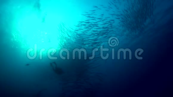 梭鱼学校在红海的珊瑚中太阳前的潜水员视频的预览图