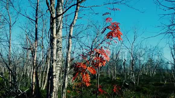 花叶上洒满了白桦树最后是山灰的红叶视频的预览图