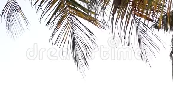 白色背景上被风吹过的棕榈叶视频的预览图