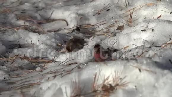 初春的雪中常见红污染的菖蒲采集食物视频的预览图