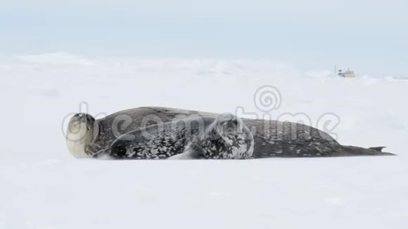 韦德尔海豹躺在冰上视频的预览图