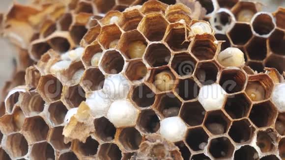 纸一个黄蜂巢和幼虫内的个别细胞大黄蜂幼虫大窝慢生活方式视频视频的预览图
