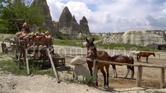 土耳其卡帕多西亚牧场上的马德拉特靠近围栏与光荣的棕色马视频的预览图