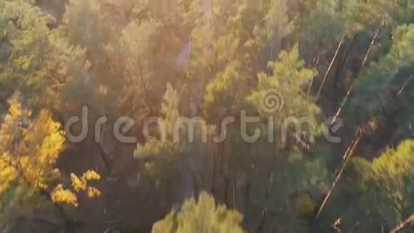 阳光下森林中汽车骑行的鸟瞰图视频的预览图