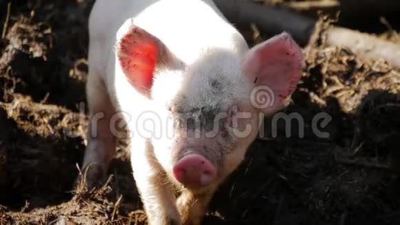 一只小猪在干草和稻草上在养猪场猪场的快乐猪家猪农场里的猪视频的预览图