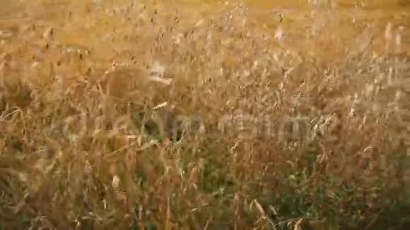 金燕麦的田野视频的预览图
