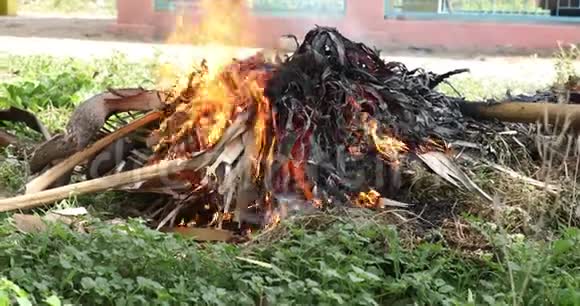 在花园里燃烧绿色干燥的椰子树叶子特写视频的预览图