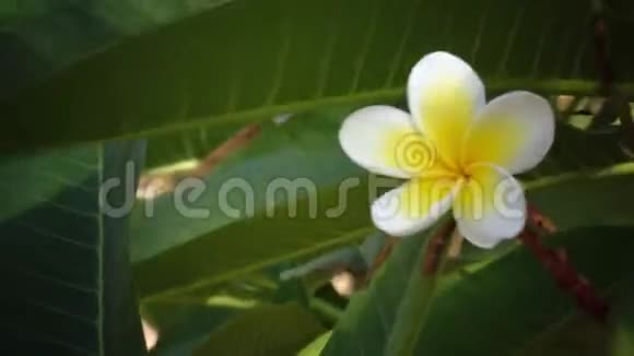 开花的树有一朵雪白的黄色的花视频的预览图