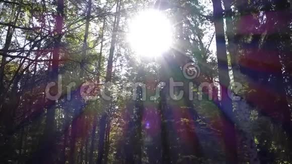 森林里阳光明媚的一天秋天的开始视频的预览图