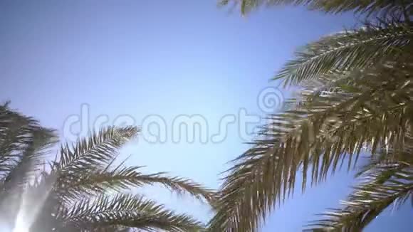 在风中从棕榈树上挥舞着叶子关门视频的预览图