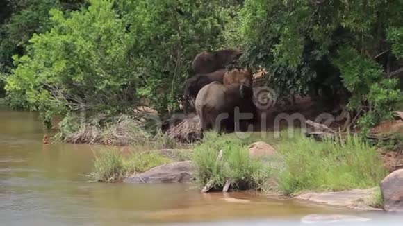 在萨比河边放牧的大象视频的预览图