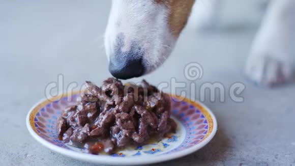 小狗种杰克罗素梗在露天吃碟中的食物视频的预览图