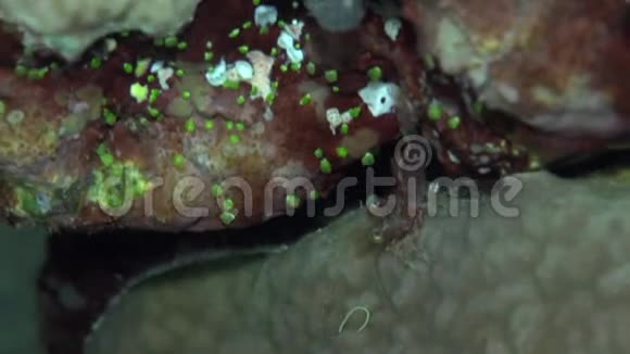 绿眼舞虾网纹夜潜在红海的珊瑚中视频的预览图