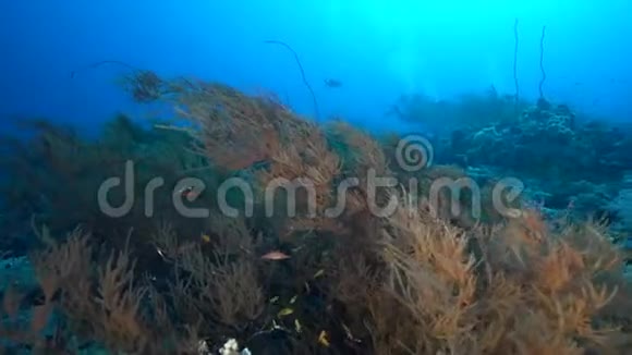 苏丹红海珊瑚中的小布什黑珊瑚反斑和长鼻鹰嘴海视频的预览图