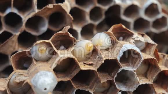 纸一个黄蜂巢和幼虫内的个别细胞大黄蜂幼虫筑巢大型生活方式慢视频视频的预览图