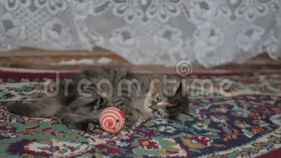 可爱的灰色小猫在家里地毯上玩耍视频的预览图