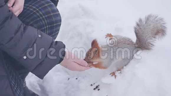 松鼠在冬天吃食物视频的预览图