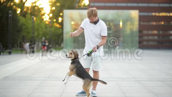 英俊男子训练比格狗户外在日落宠物在他的主人身边跳跃视频的预览图