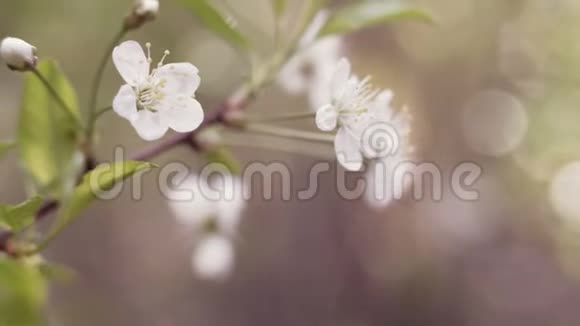 春天里一枝盛开的苹果树有着轻风盛开着美丽白花的苹果视频的预览图