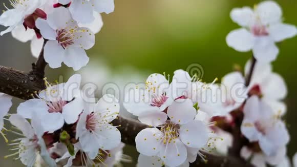 杏花在树枝上特写视频的预览图