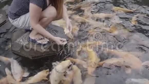 从女人手中喂养五颜六色的亚洲红鲤鱼手喂锦鲤鱼花鲤在池塘里游泳印度尼西亚巴厘视频的预览图