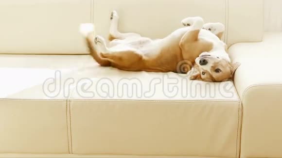 小猎犬躺在沙发上当注意到某人时尾巴会旋转视频的预览图
