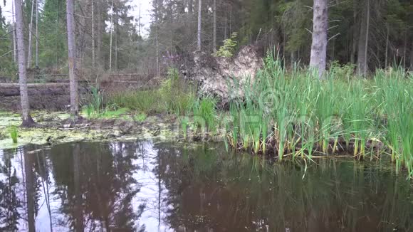 夏天的森林沼泽和倒下的石头4k视频的预览图