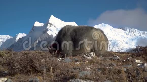 喜马拉雅山的牦牛视频的预览图