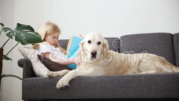 照顾宠物金发女孩正在看书躺在沙发上她的狗在客厅里快乐的金毛猎犬视频的预览图